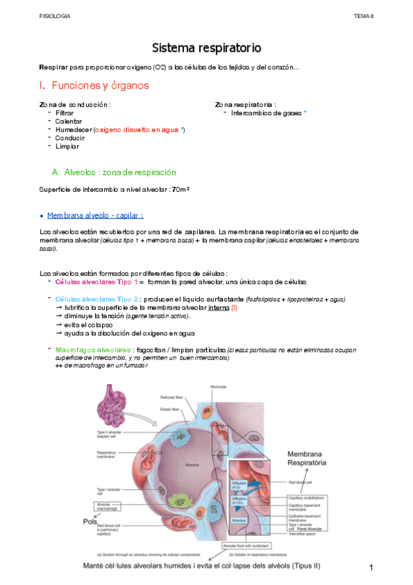Miniatura del documento Respiratorio.pdf