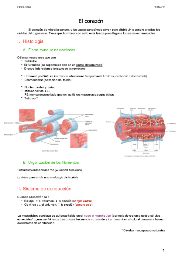 Miniatura del documento Corazon.pdf
