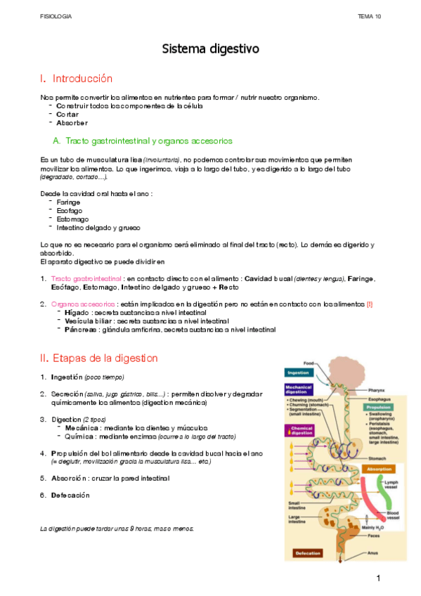 Miniatura del documento Digestivo.pdf