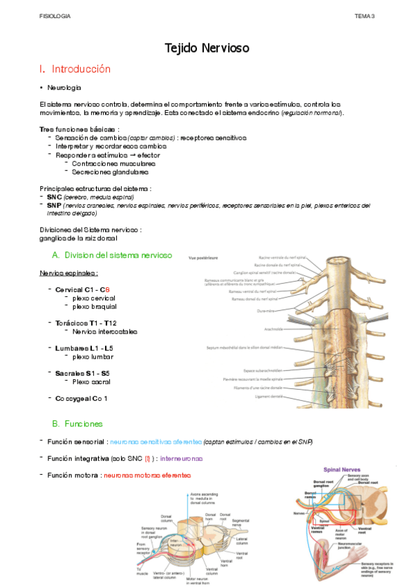 Miniatura del documento Nervioso.pdf