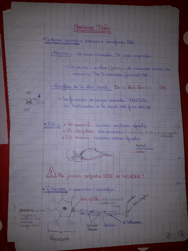 Miniatura del documento 3-NERVIOSO-1.pdf