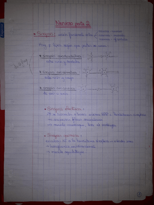 Miniatura del documento 4-NERVIOSO-2.pdf