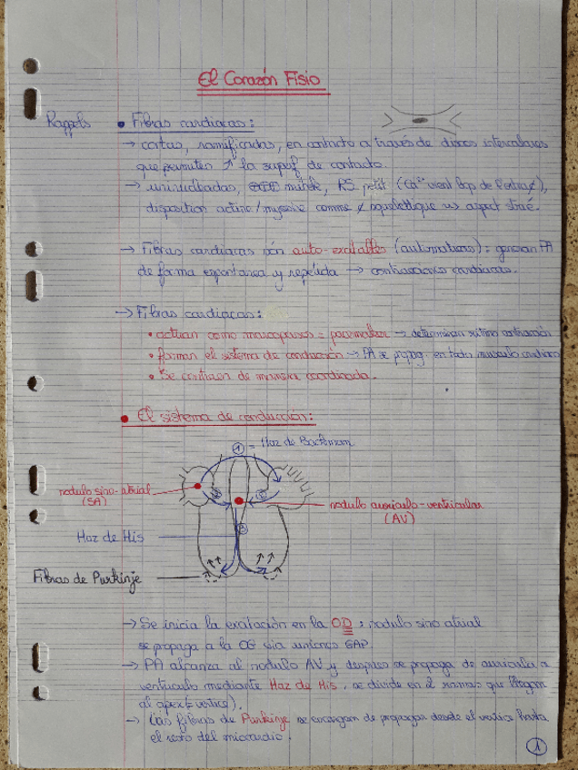 Miniatura del documento 9b-CORAZON.pdf