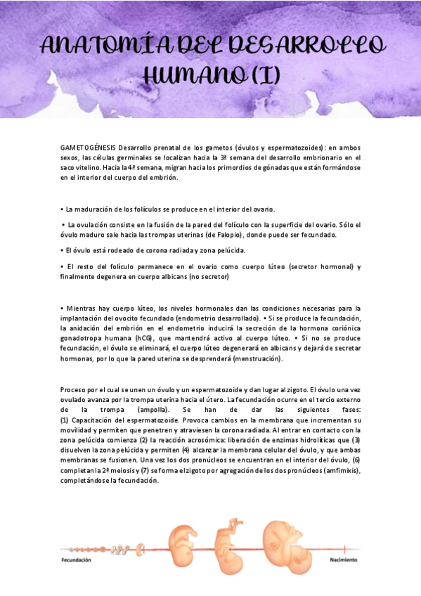 Miniatura del documento TEMA-1-APUNTS-DESARROLLO-HUMANO.pdf