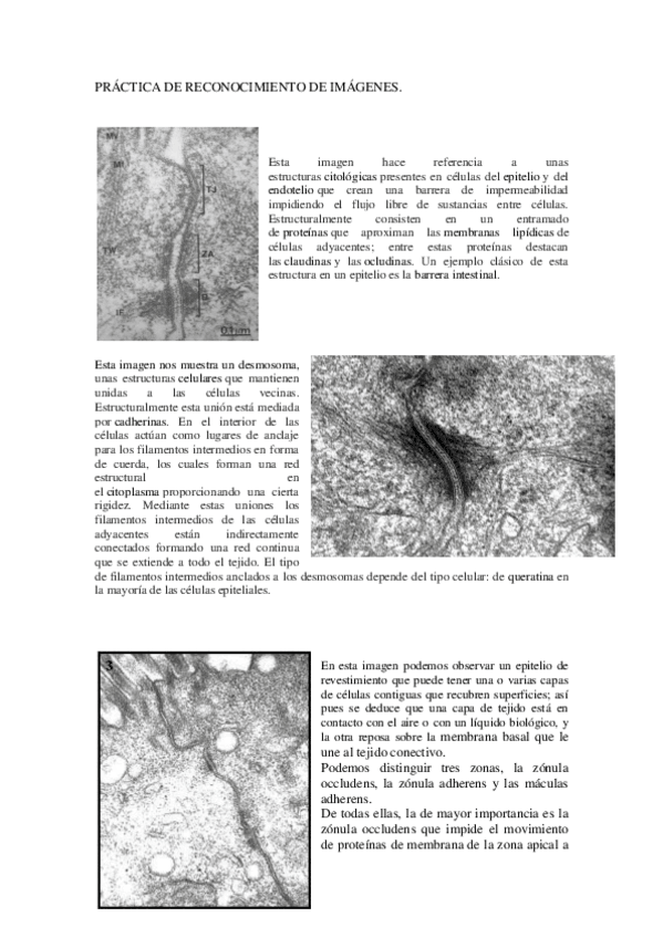 Miniatura del documento Practicas-histologia-2.pdf