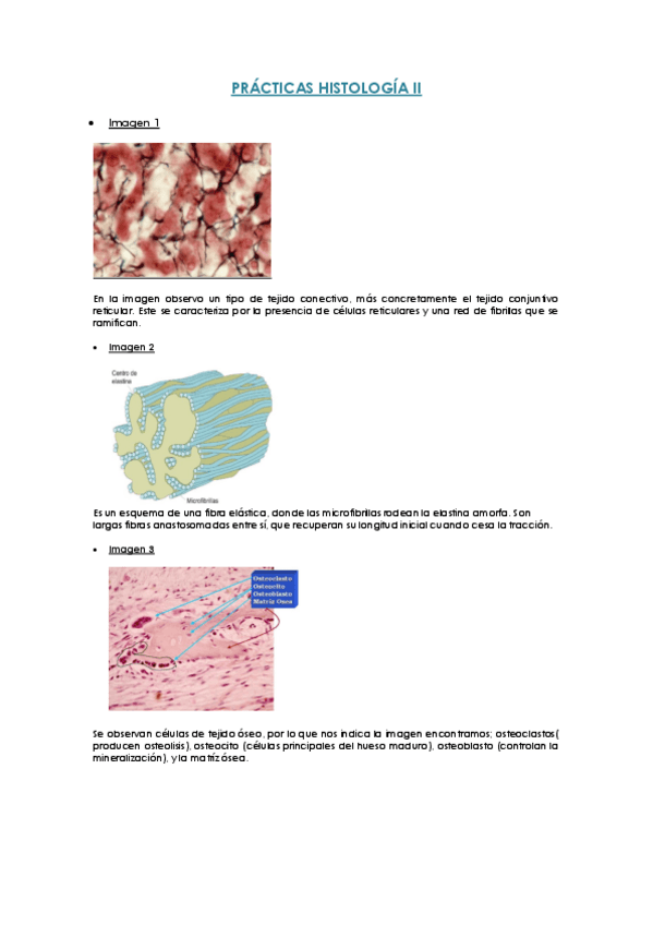 Miniatura del documento PRACTICAS-HISTOLOGIA-2.pdf