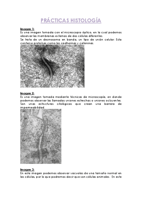 Miniatura del documento PRACTICAS-HISTOLOGIA.pdf