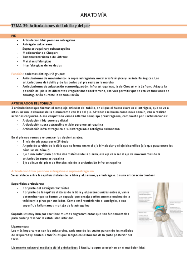 Miniatura del documento tema-39-articulacion-del-pie-y-del-tobillo.pdf