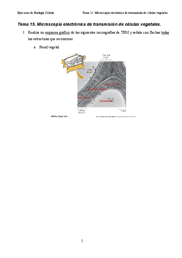 Miniatura del documento Tema-15-completar-vegetal.pdf