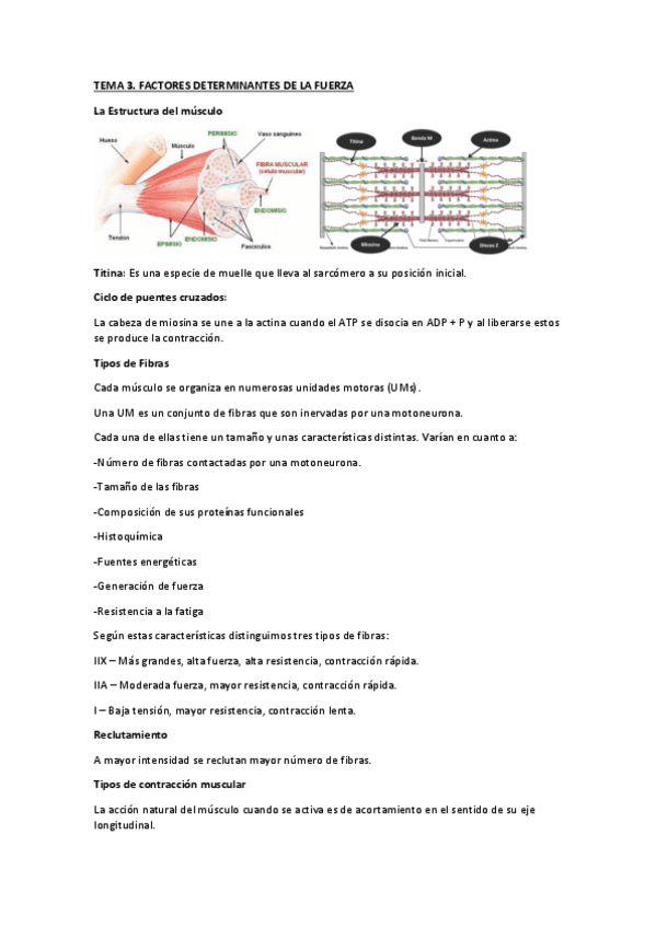 Miniatura del documento TEMA 3 FÚTBOL.pdf