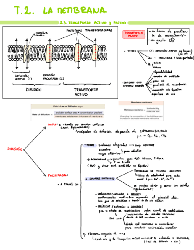 Miniatura del documento 1.-Esquemas-Fisiologia-I.pdf