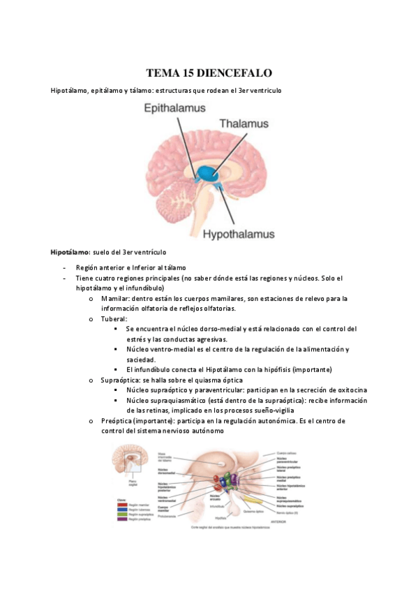 Miniatura del documento TEMA-15-DIENCEFALO-22-23.pdf
