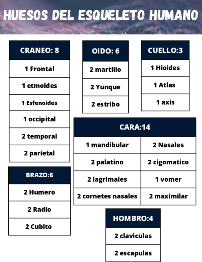 Miniatura del documento HUESOS-DE-ESQUELETO-HUMANO.pdf