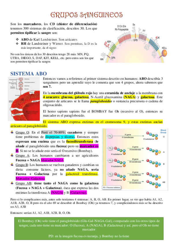 Miniatura del documento GRUPOS-SANGUINEOS.pdf