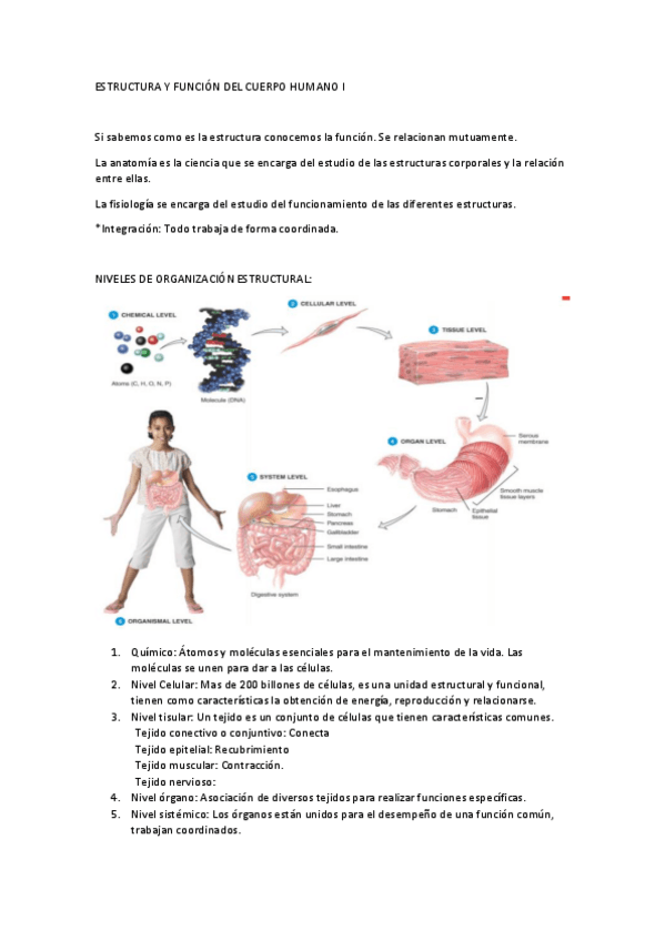 Miniatura del documento ESTRUCTURA-Y-FUNCION-DEL-CUERPO-HUMANO-I.docx.pdf