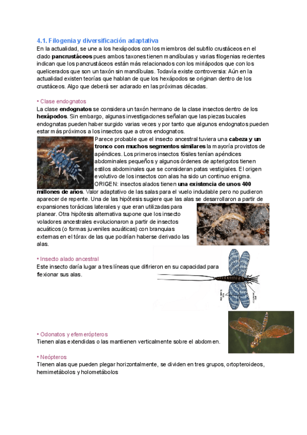 Miniatura del documento Tema-4.-Taxonomia-de-insectos.pdf