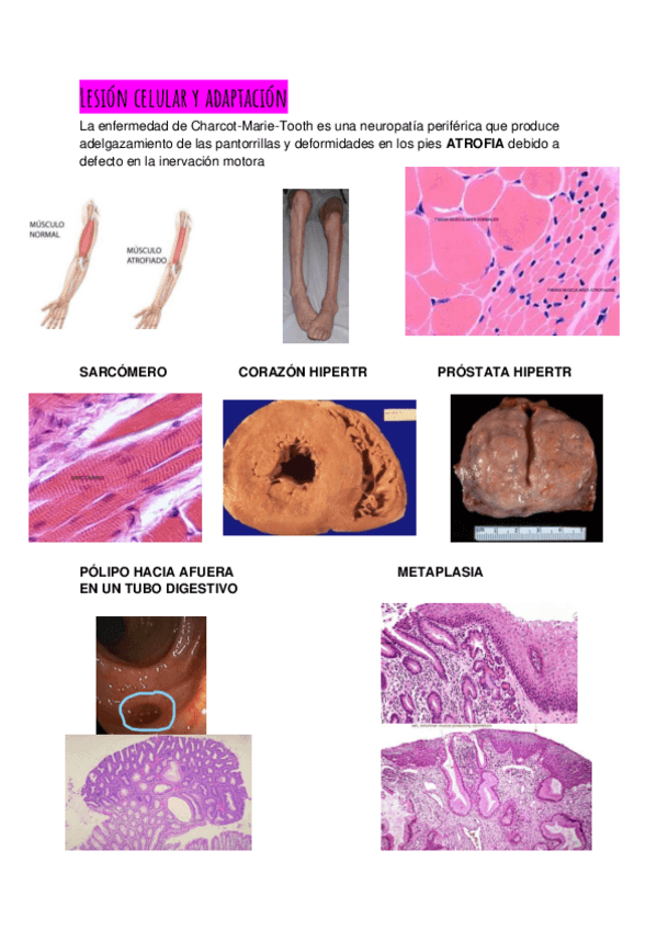 Miniatura del documento Imagenes-AP.pdf