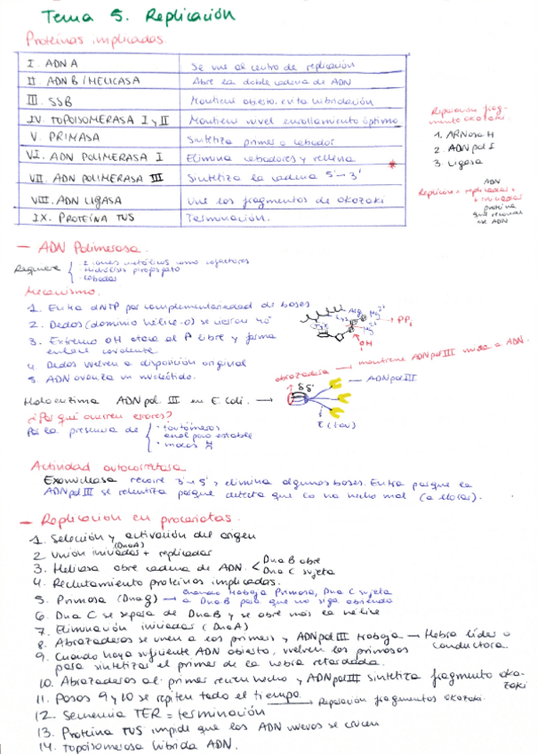 Miniatura del documento Apuntes-Bioquimica-ADN-y-Metabolismo.pdf