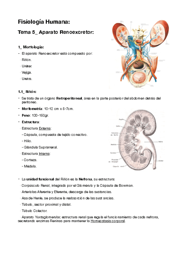 Miniatura del documento 5-Aparato-Renoexcretor.pdf