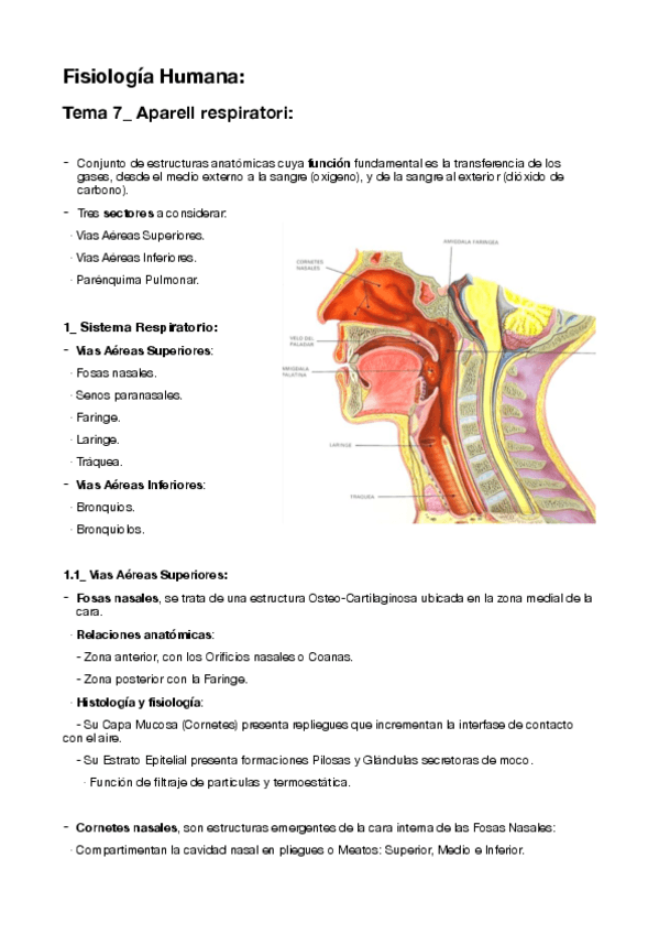 Miniatura del documento 7-Aparell-respiratori.pdf