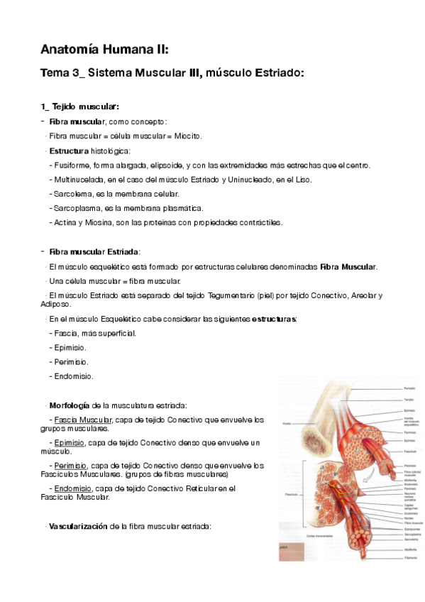 Miniatura del documento 3-Musculo-Estriado.pdf