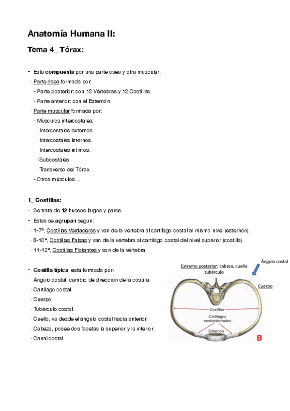 Miniatura del documento 4-Caja-Toracica.pdf
