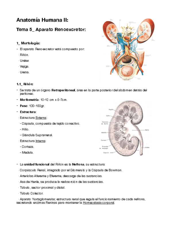 Miniatura del documento 7-Sistema-Renal.pdf