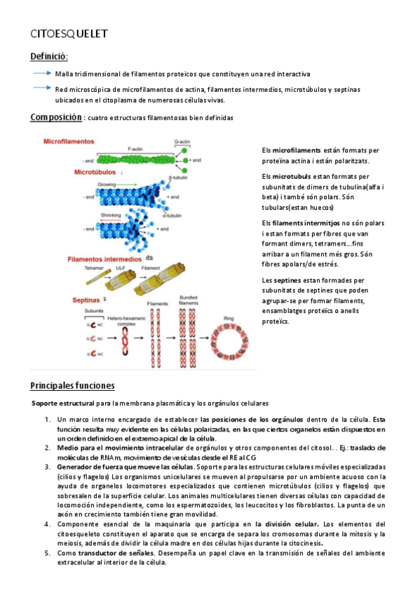 Miniatura del documento Citoesqueleto.pdf