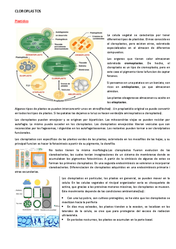 Miniatura del documento Cloroplastos.pdf