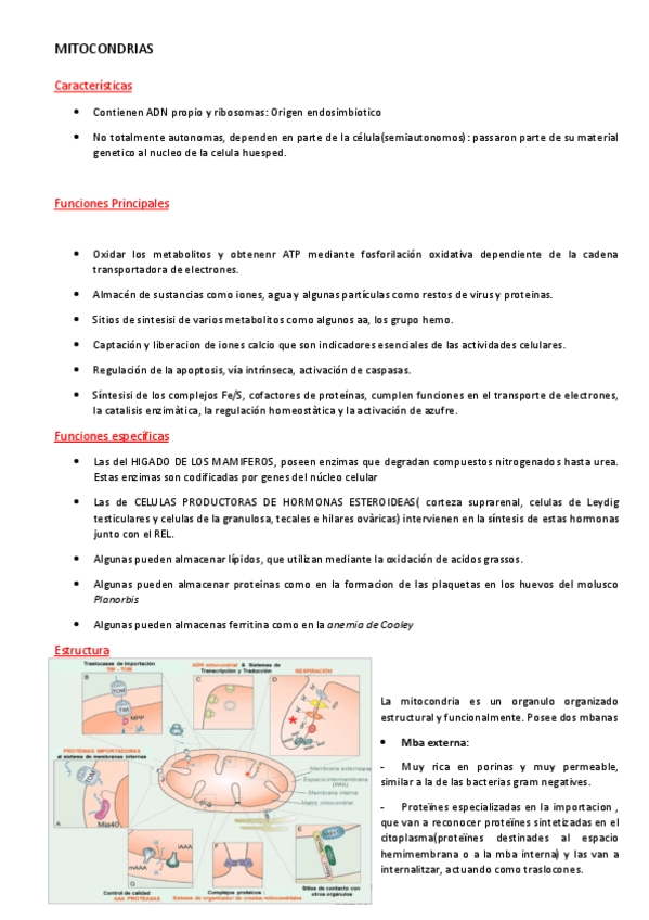 Miniatura del documento Mitocondrias.pdf