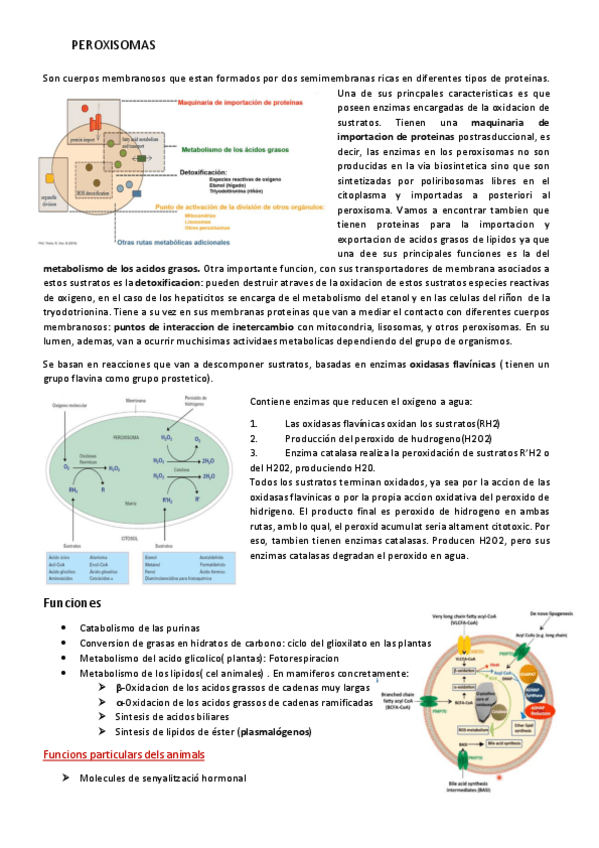 Miniatura del documento Peroxisomas.pdf