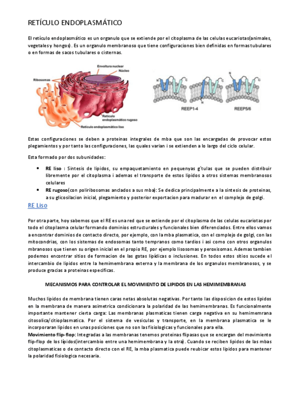 Miniatura del documento El-reticulo-endoplasmatico-es-un-organulo.pdf