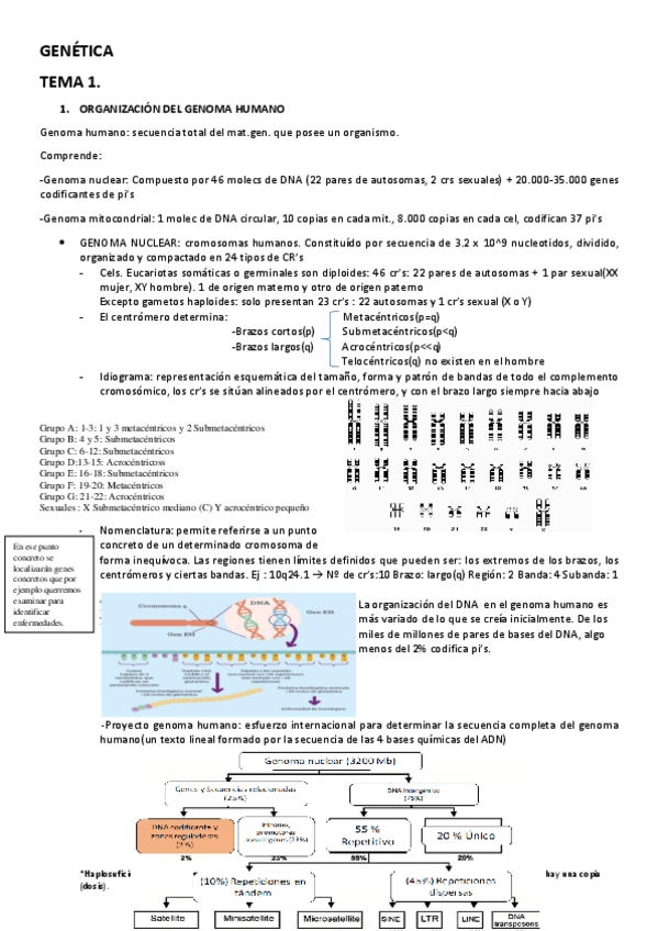 Miniatura del documento GENETICA-Tema-1-y-2.pdf