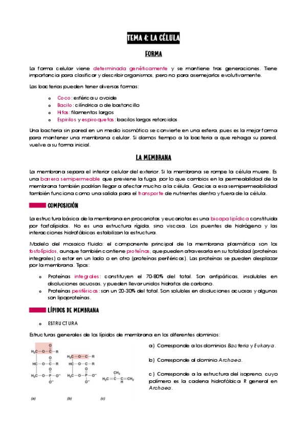 Miniatura del documento Tema-4-Microbiologia.pdf