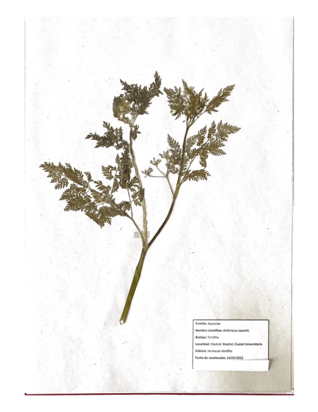 Miniatura del documento Herbario.pdf