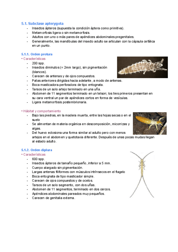 Miniatura del documento Tema-5.-Apterigota-y-Paleoptera.pdf