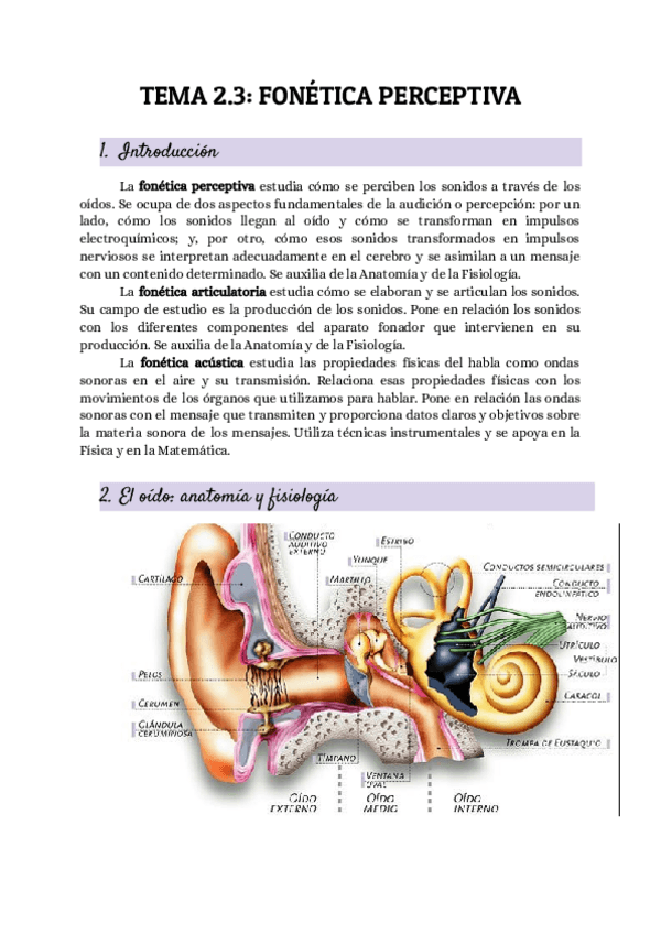 Miniatura del documento Fonetica-perceptiva.pdf