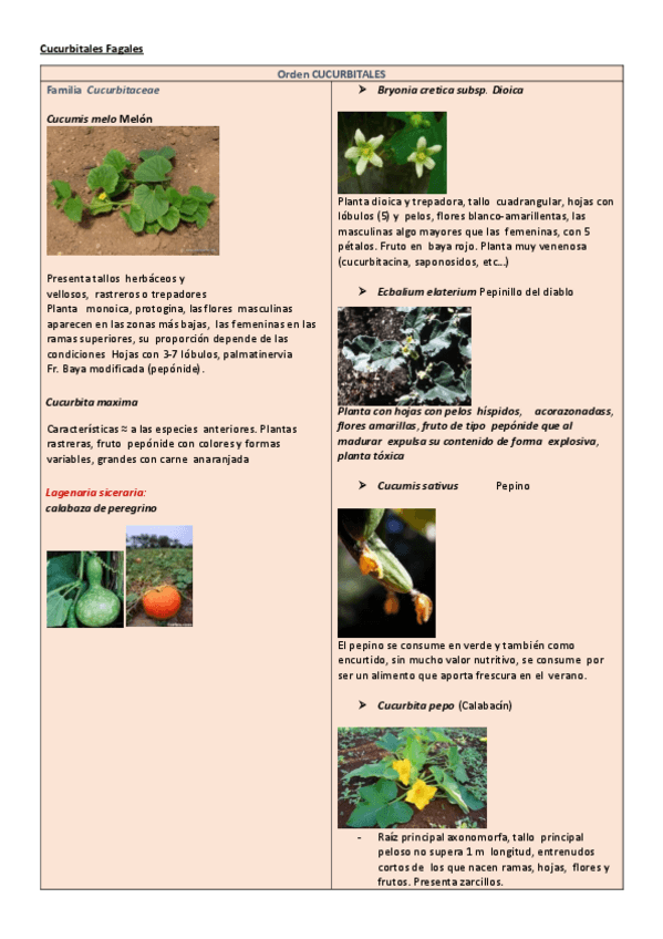 Miniatura del documento Examen-parte-cucurbitales-fagales.pdf