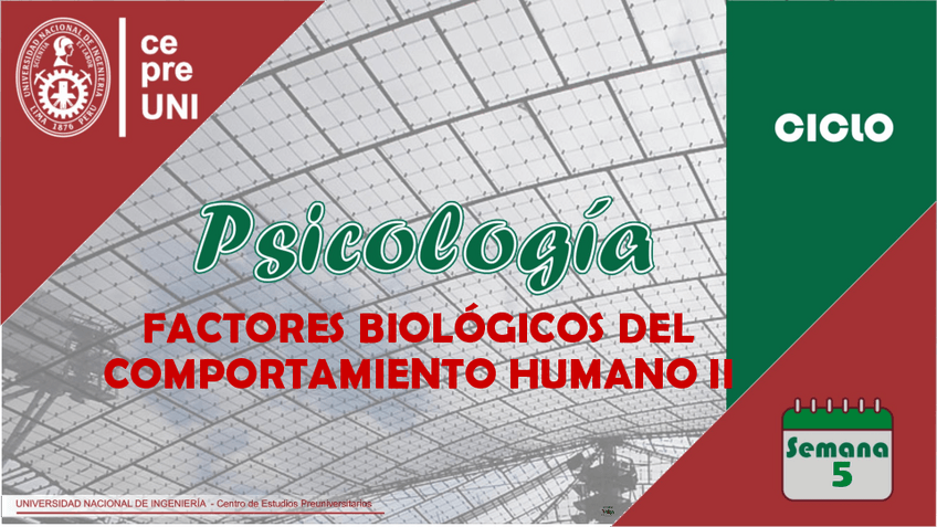 Miniatura del documento TEMA-5-FACTORES-BIOLOGICOS-DEL-COMPORTAMIENTO-HUMANO-2.pdf