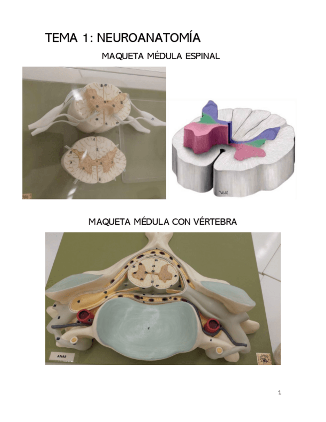 Miniatura del documento maquetas-examen-practicas-anato.pdf