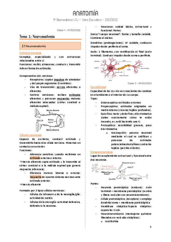 Miniatura del documento Anatomia-apuntes-clase.pdf