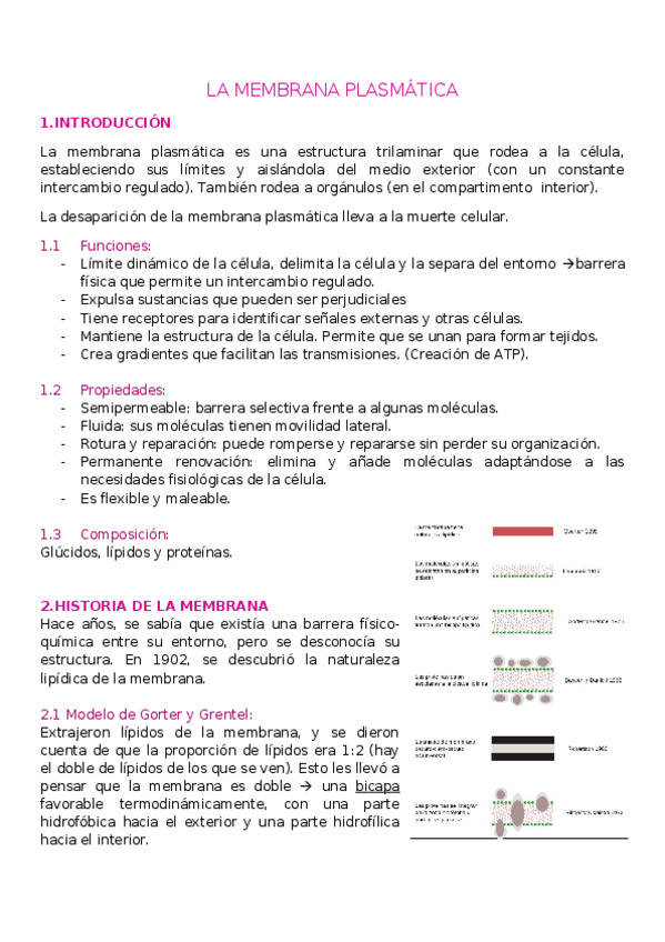 Miniatura del documento T2.-MEMBRANA-PLASMATICA.docx