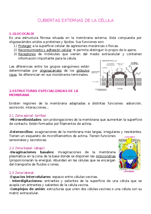 Miniatura del documento T3.-CUBIERTAS-CELULARES.docx