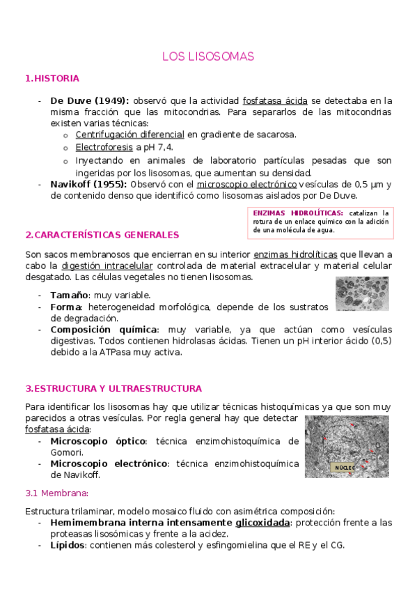 Miniatura del documento T9.-LISOSOMAS-Y-VACUOLAS.docx