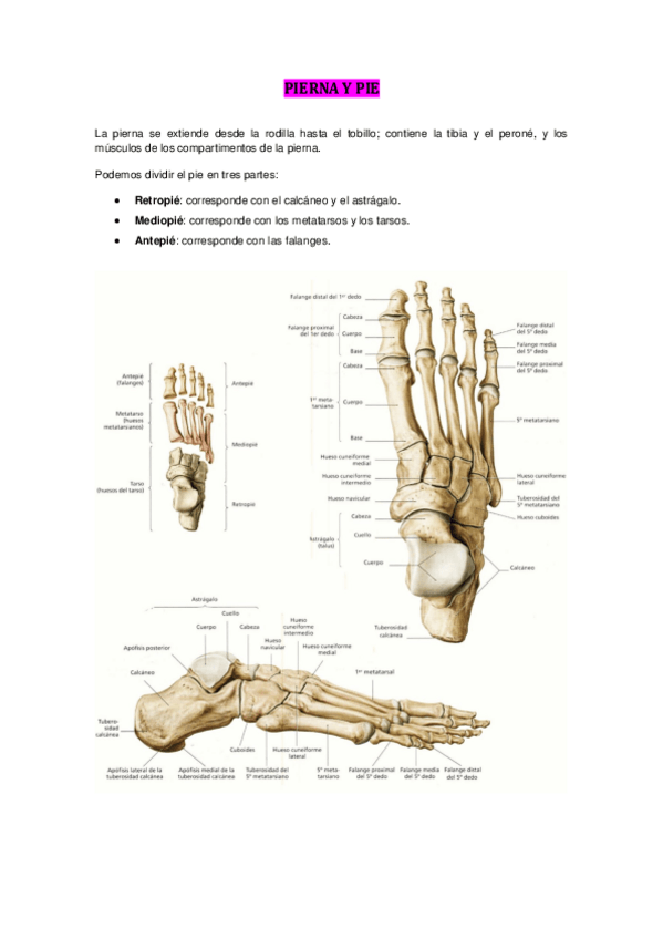 Miniatura del documento PIERNA Y PIE.pdf