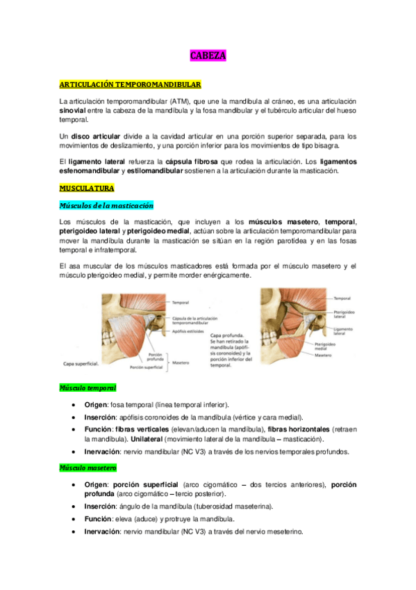 Miniatura del documento CABEZA.pdf