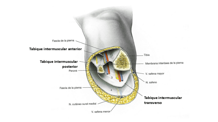 Miniatura del documento figura-Sobotta.pdf