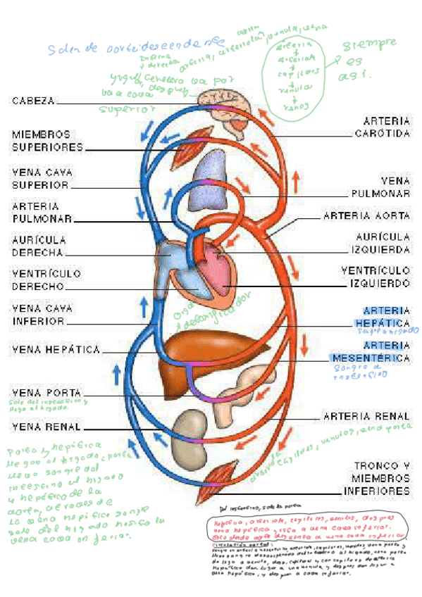 Miniatura del documento Esquema-circulacion-sanguinea.pdf