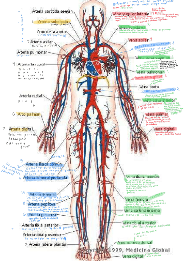 Miniatura del documento Esquema-principales-arterias-y-venas-2.pdf