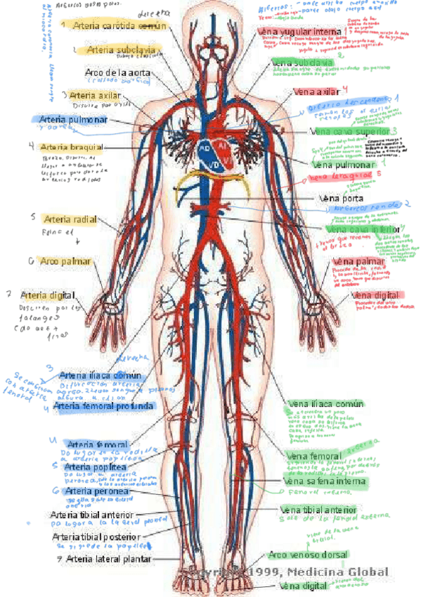 Miniatura del documento Esquema-principales-arterias-y-venas.pdf